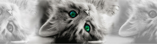 Samolepky na zeď - Koťátko fotografie bordura 14 x 500 cm